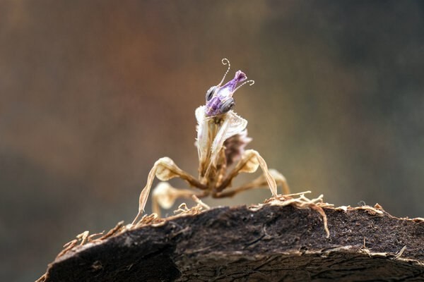 Damn flower: when the king is actually a demon! - My, Insects, Animals, Nature, wildlife, Jungle, In the animal world, Longpost, Mantis