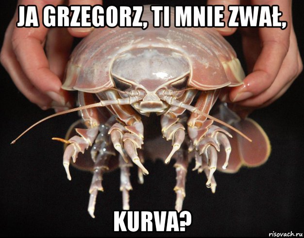 Hello, I'm Grzegorz, no one asked me? - April 1, Giant isopod, Grzegorz Bzhenchishchikiewicz