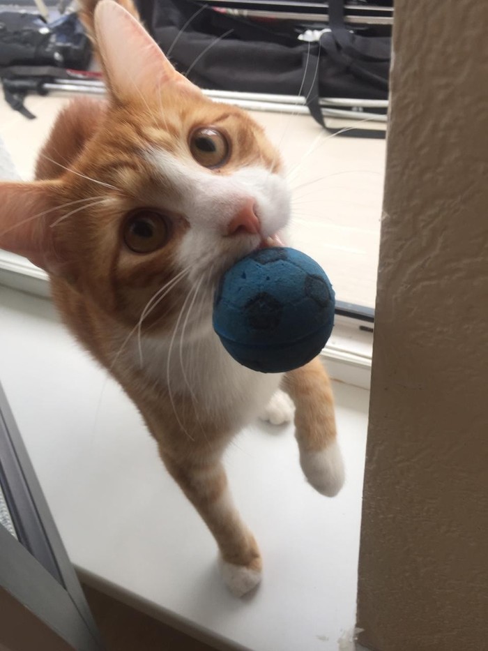 The cat became a dog - My, cat, Ball, Pets