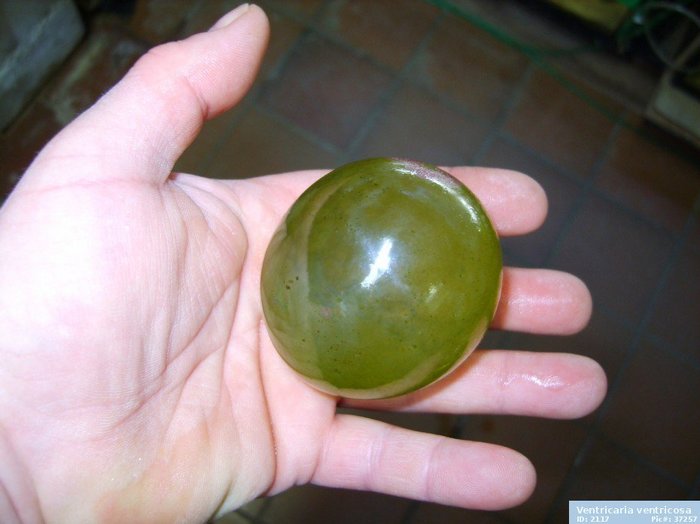 Valonia ventricosa,      . ,    .