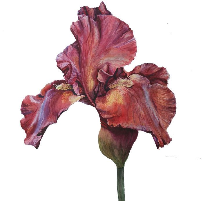 Watercolor 36*36. - My, Flowers, Watercolor, Drawing, Painting, Spring, Botanical illustration, Irises, Hyperrealism