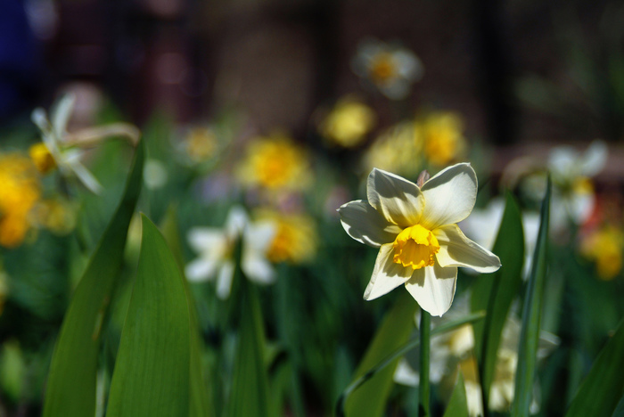 Riot of colors of Spring - My, The photo, Nature, Flowers, Spring