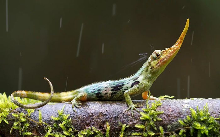 Horned Anole: when the horn causes envy - My, Animals, Nature, In the animal world, Lizard, Reptiles, Video, Longpost