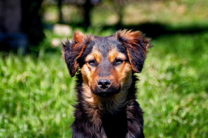 Friend of human - My, The photo, Nature, Animals, Dog, Friend, Fasting April 1, 2019