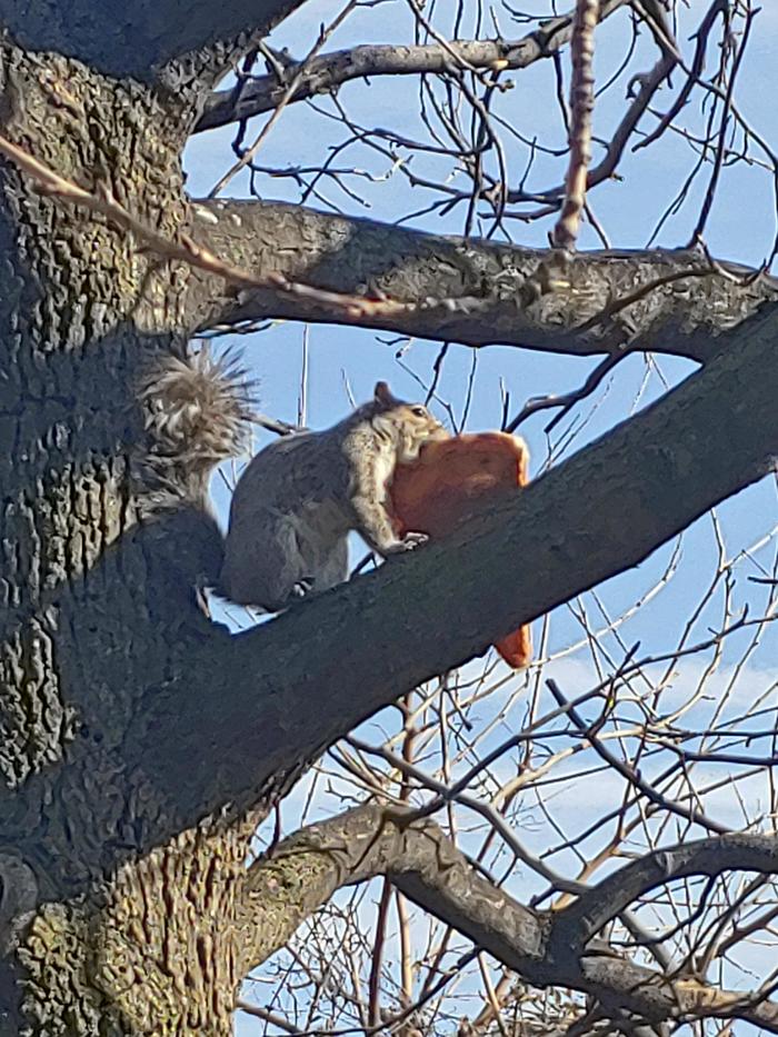 Squirrel eats pizza - Squirrel, Animals, Pizza