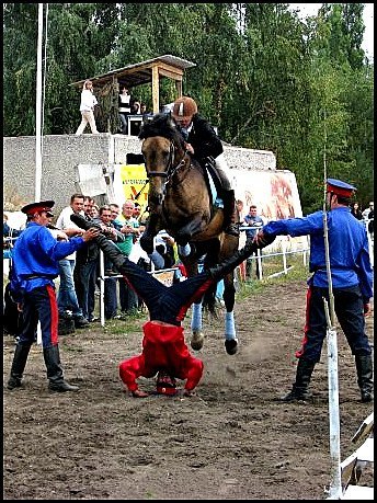 Каламбуры от моей наставницы - Моё, Лошади, Забавное, Воспоминания, Дончаки, Конюшня, Длиннопост, Конный спорт