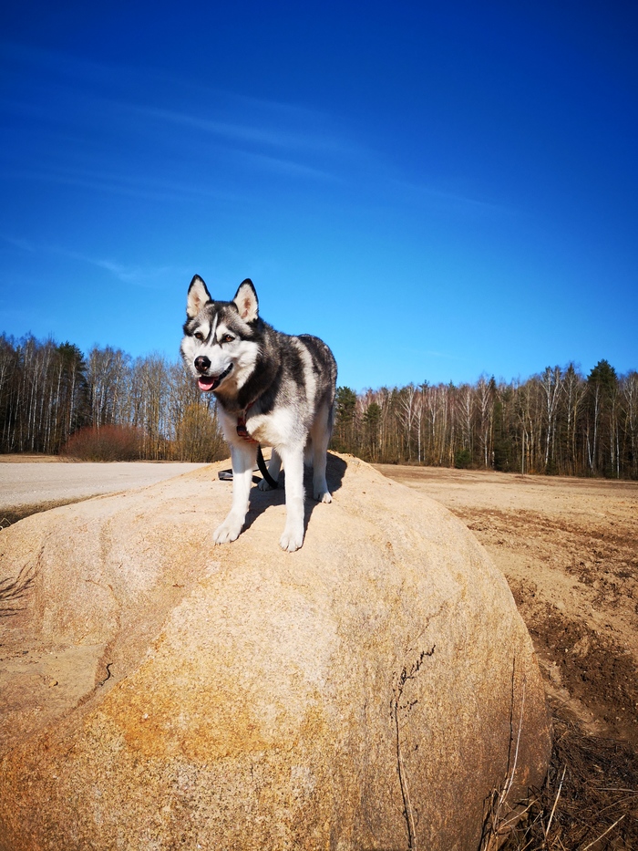 Conqueror of the fields) - My, Dog, Husky, In the fields, Animals, Pets