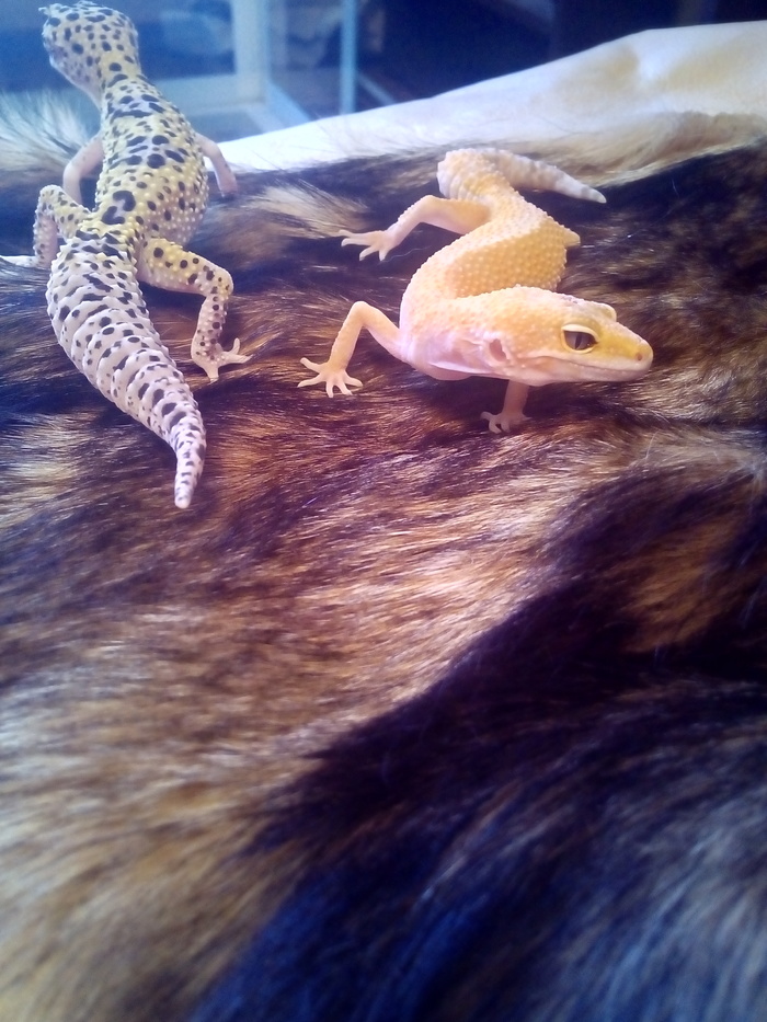 Гекконы | Пикабу