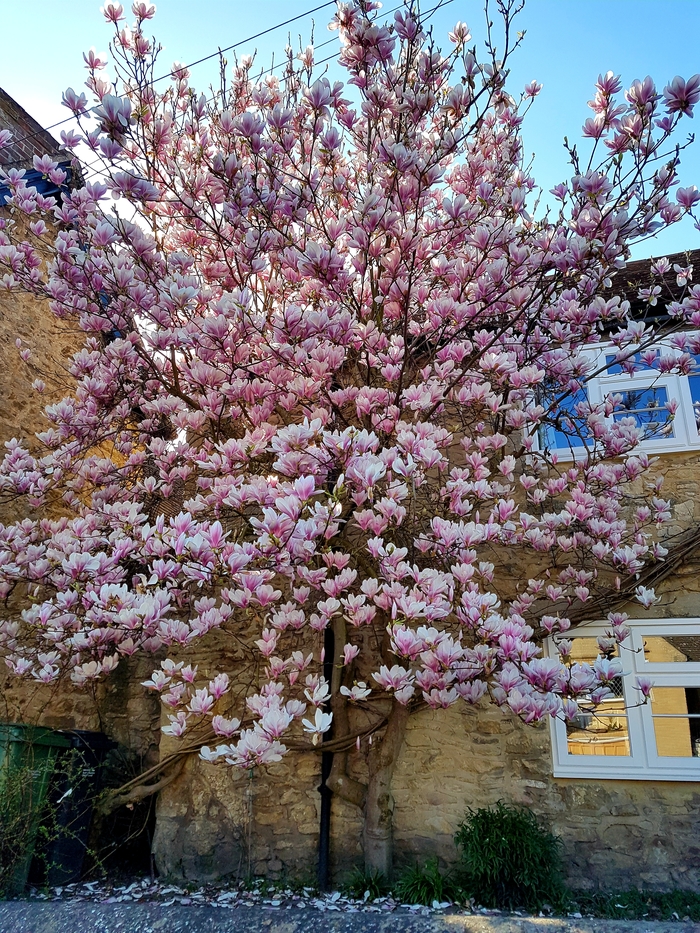 В Англии весна - Длиннопост, Оксфорд, Англия, Весна, Моё, Фотография, Цветы