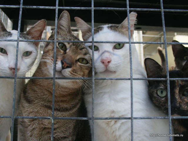 What is behind shelters? - My, cat, Cruelty, Shelter, Negative