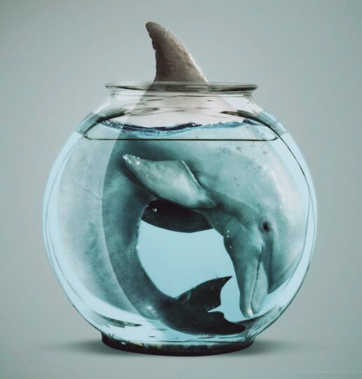 Dolphin - My, Author's story, Story, Letter, Animals, Ecosphere, Harmony, Dolphin