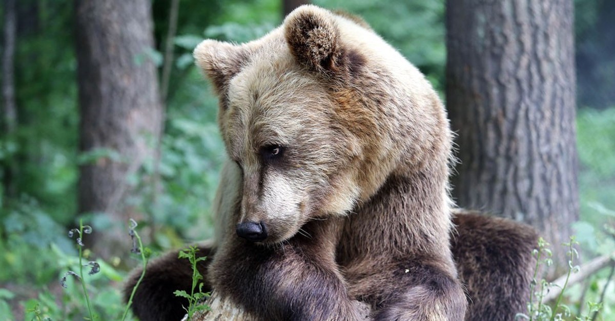 К чему снится много медведей. Приснился медведь бурый. Медведята. Медведь сидит на Камне. Домашний медведь.