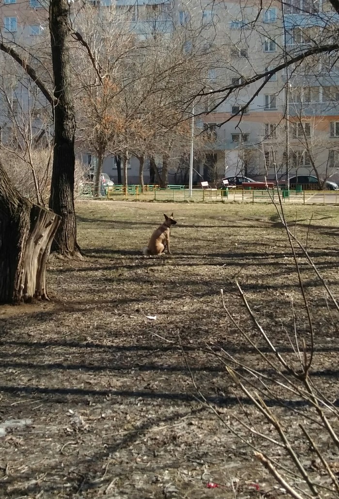 Found a dog - Lost, Vykhino, Help, Moscow, Found a dog, No rating, Dog, Pets, Helping animals