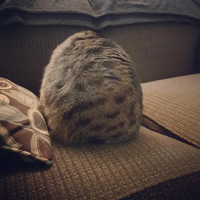 Вот такое вот яйцо сегодня пришло в посылке с Aliexpress. Чуть позже из него вылупится котик.