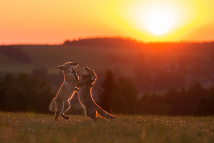 Fox dancing at sunset - Fox, Animals, The photo, Sunset
