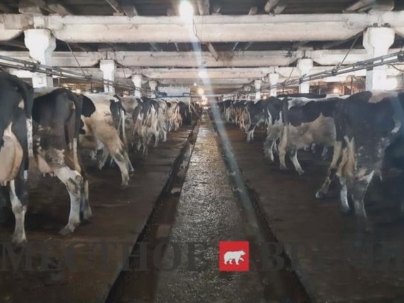 Nobody was hiding! In the Kama region, the State Veterinary Inspectorate did not find infected cows that were sold for meat - Kama region, Livestock breeding, Cow, Infected, Products, Cruelty, Content, Longpost