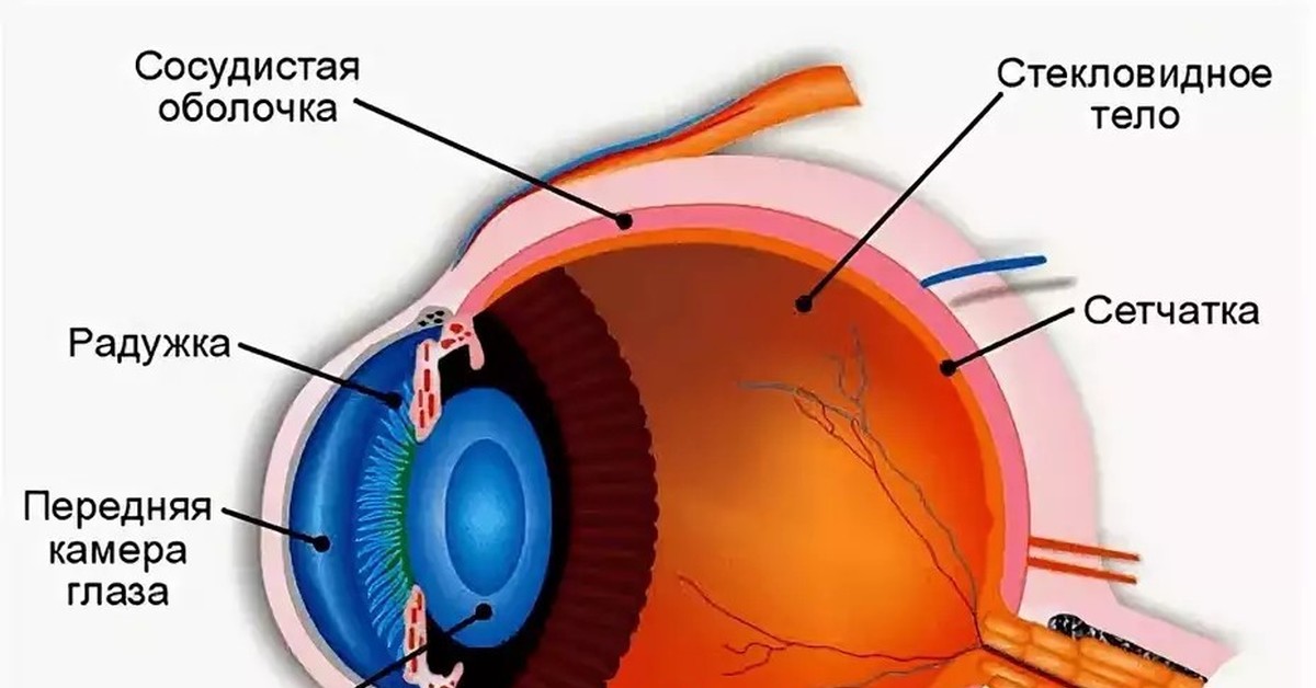 Глаза откуда. Передняя камера глаза. Строение передней камеры глаза. Передняя камера глаза где. Строение глаза камеры.