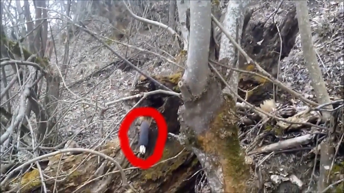 Unknown creature caught on camera in the forest April 6, 2019 - My, Unknown Creature, Creatures, Mystic, Forest, Paranormal, Unidentified, news, Anomalous zone