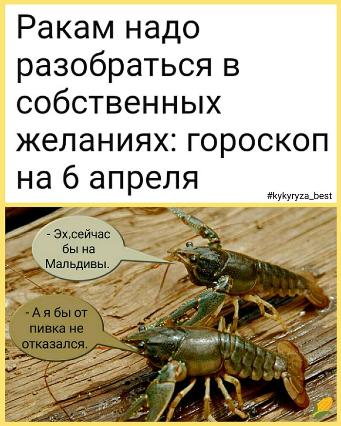 Cancer horoscope) - My, Humor, Memes, Horoscope, Joke, Crayfish