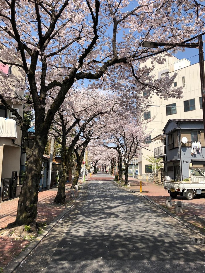 Japan.Spring.Sakura. - Дальний Восток, Spring, Longpost