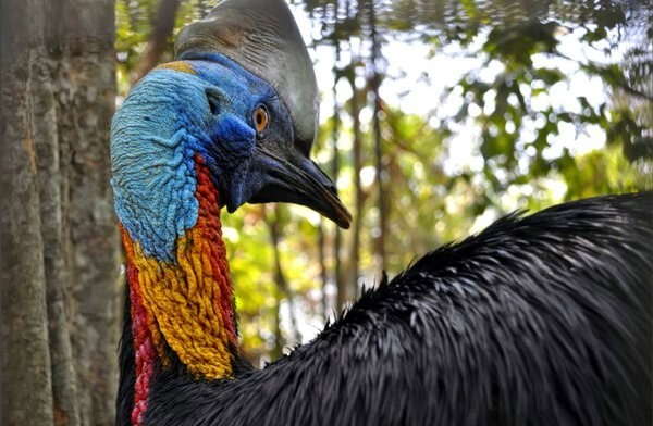 Cassowary is the most dangerous and unpredictable bird on the planet - My, Birds, Animals, Fauna, In the animal world, Nature, Video, Longpost