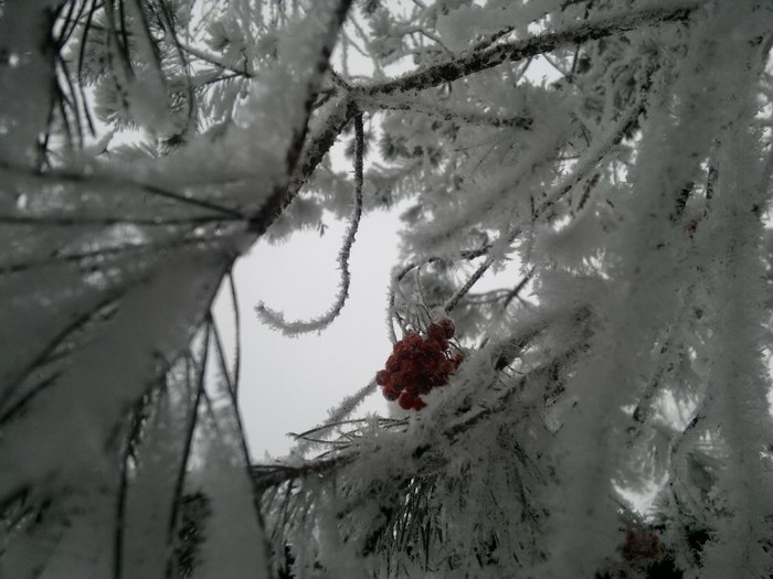 Rowan - My, wildlife, Forest, Winter