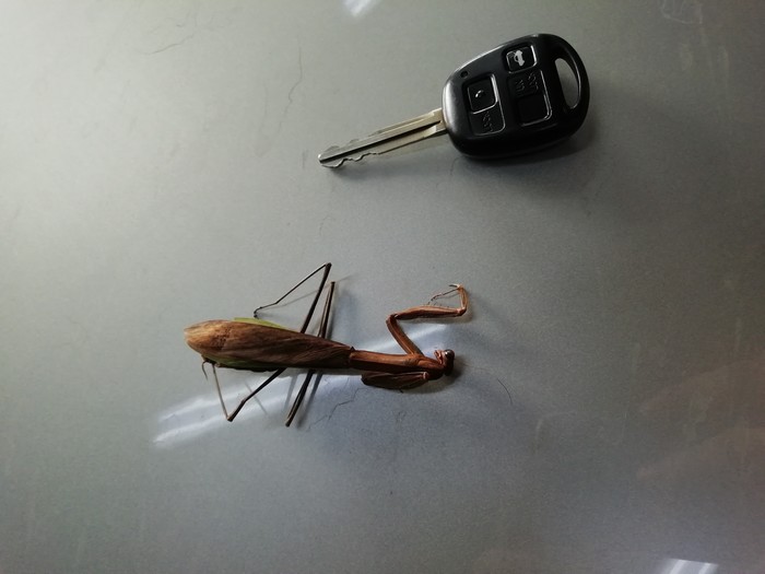 Посылка с Японии