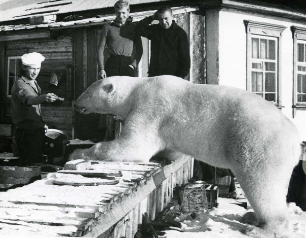 Guest on the doorstep - Polar bear, The photo, Polar Station