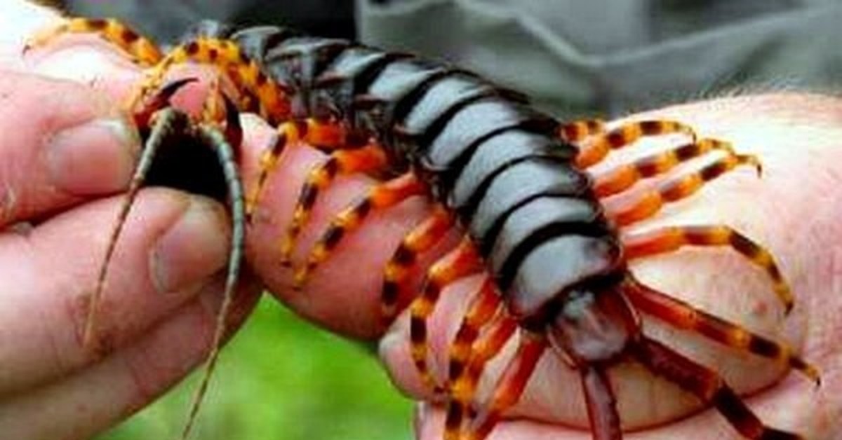Сороконожки насекомые фото самые противные