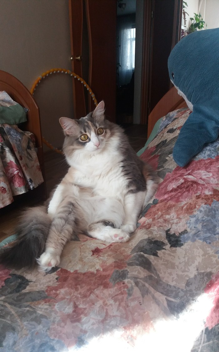 She's been sitting like this for 20 minutes - My, cat, Pets