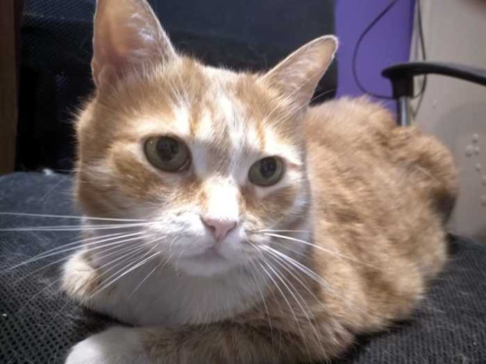 �����������, ��� �������