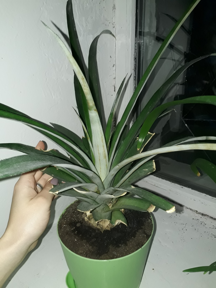 Pineapple on the windowsill - My, A pineapple, Gardening, Exotic plants
