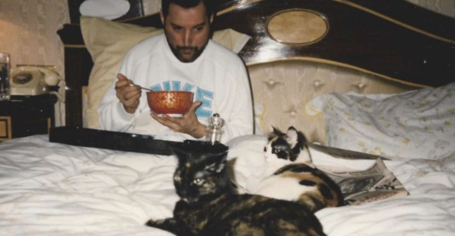Меркьюри и его кошки