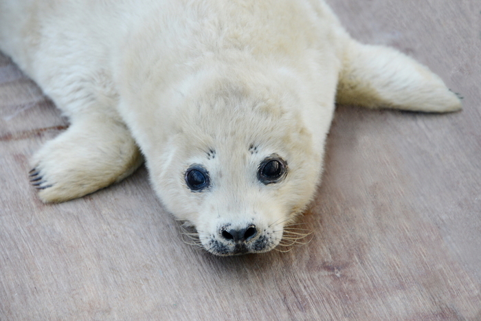 For the first time in artificial conditions, a baby seal was born in the Primorsky Aquarium. - Larga, Vladivostok, Primorsky Oceanarium, Milota, Animals, Longpost, Oceanarium, Seal, Young