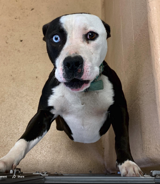 Took this guy from the local shelter - Reddit, Dog, Pitbull