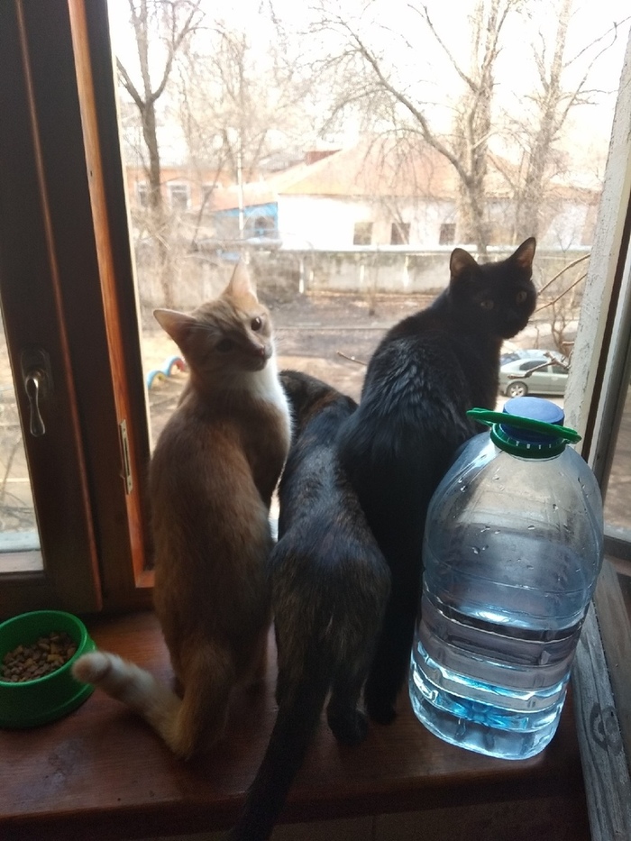 Spring has come and the first cats have come out)) - My, cat, Spring, Longpost, Pets