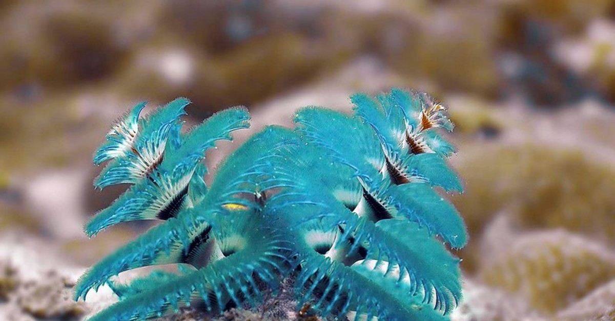 Необычные растения и животные океана. Морские многощетинковые черви. Трубчатый многощетинковый морской червь. Червь "Новогодняя елка" (Spirobranchus giganteus). Spirobranchus giganteus.