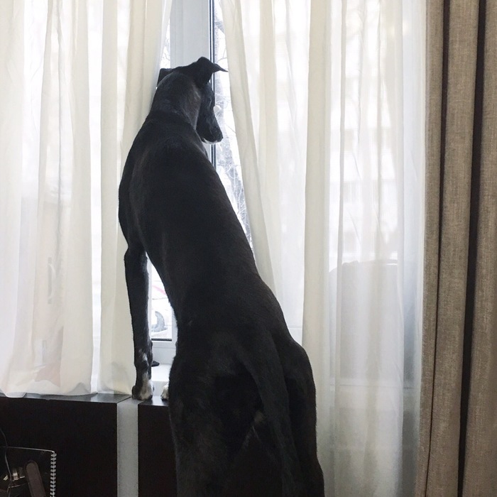 Guests? - My, Dog, Greyhound, Alone at home