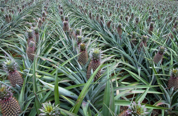 Pineapple beds - A pineapple, Garden, Garden, Dacha, Фрукты, The photo, Summer season