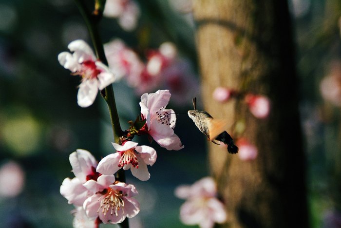 Hawk - My, The photo, Nature, Spring, Flowers, Butterfly, Hawk