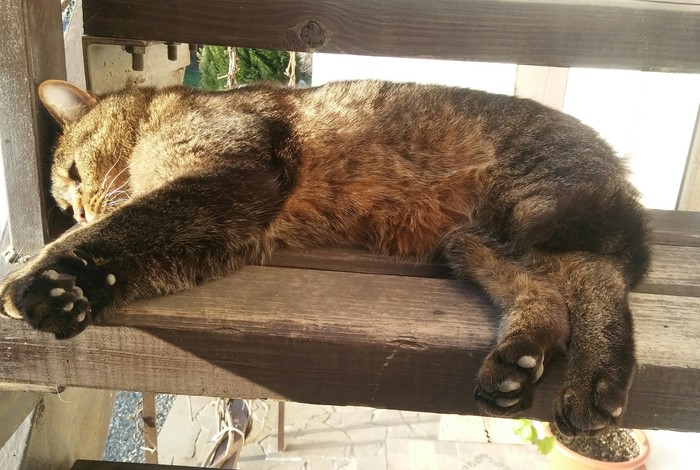 Пришла весна и коты распустились