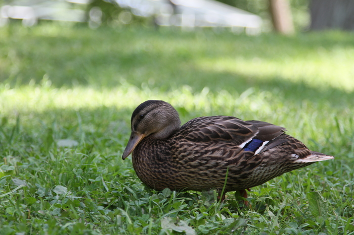 Просто фото