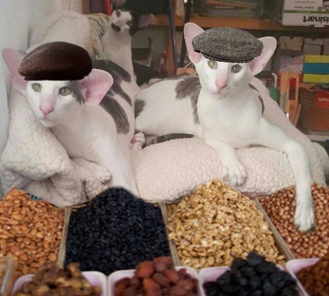 Грузинские коты | Пикабу