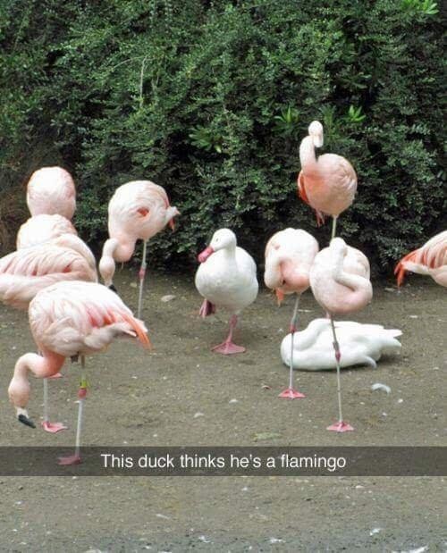 This duck thinks it's a flamingo - Reddit, Duck, Flamingo