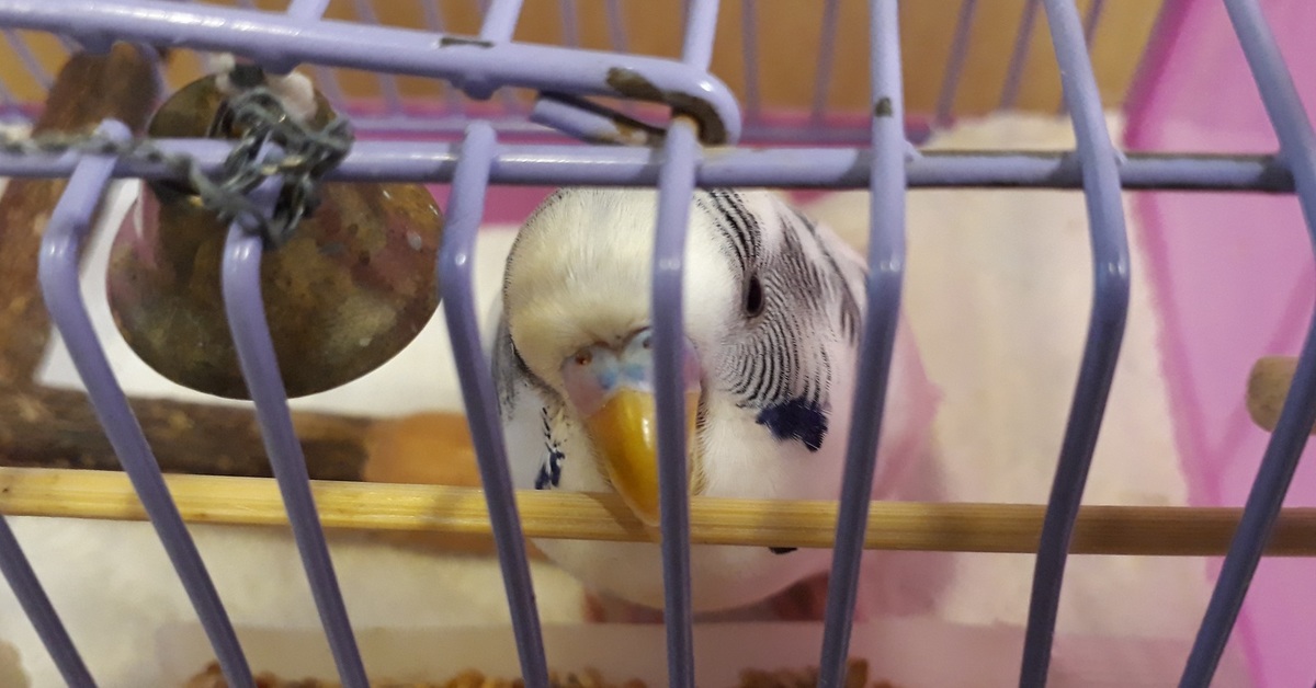 Как обустроить клетку для попугая?