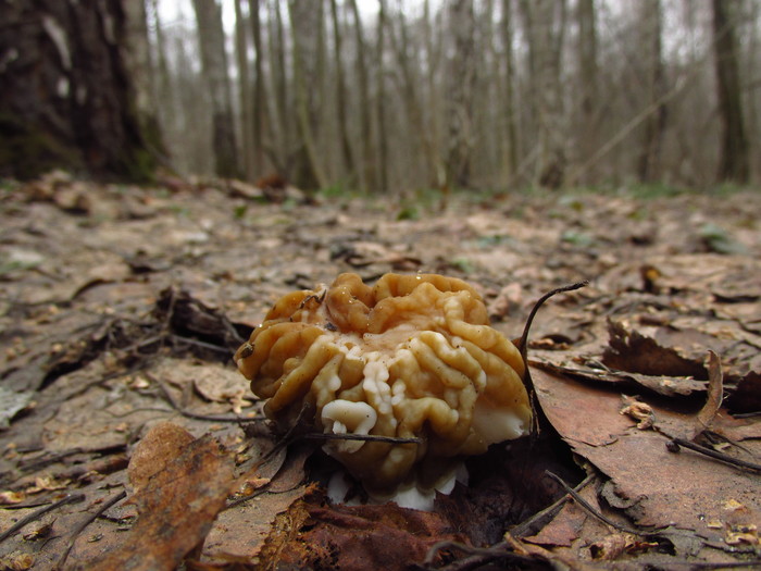 And mushrooms are found in the suburbs ... - My, Mushrooms, Start, Подмосковье, Stitch, The photo