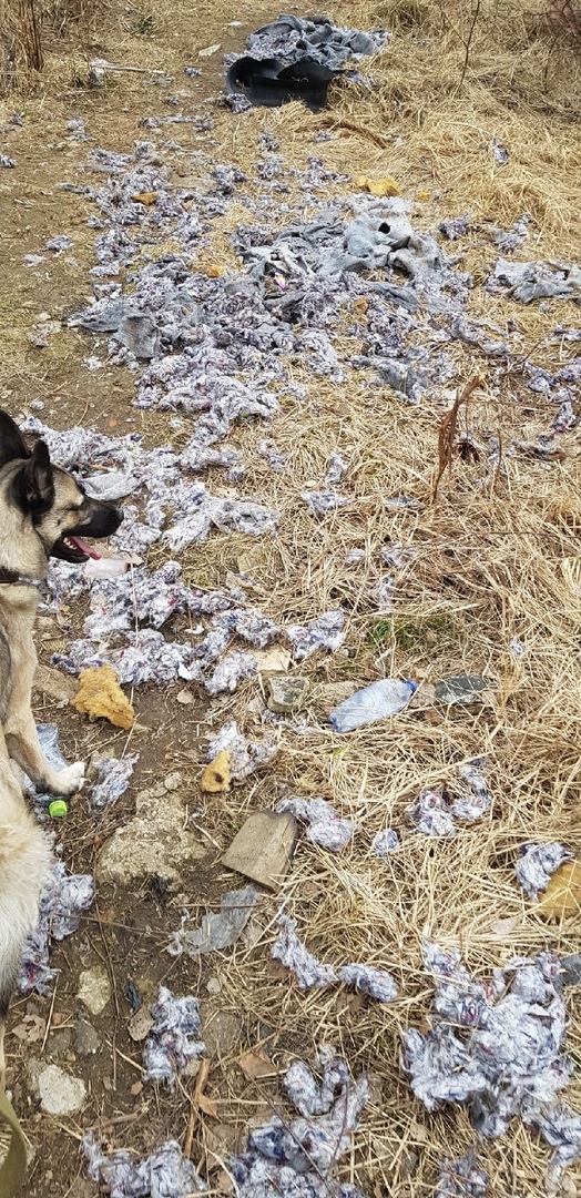 How long? - My, Dog, Garbage, Danger, Longpost