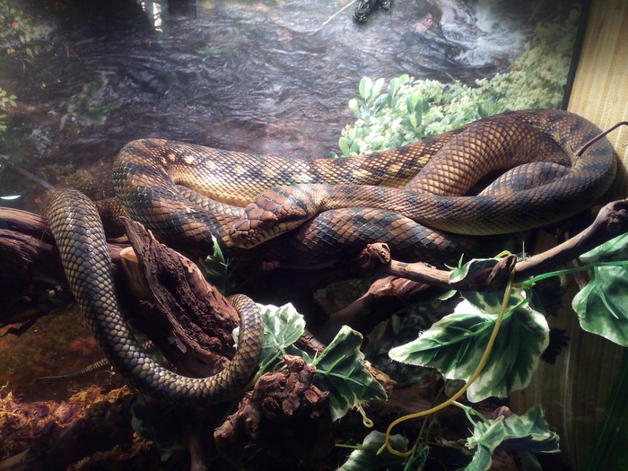 Amethyst python. - My, Saint Petersburg, , The photo, Animals, Longpost