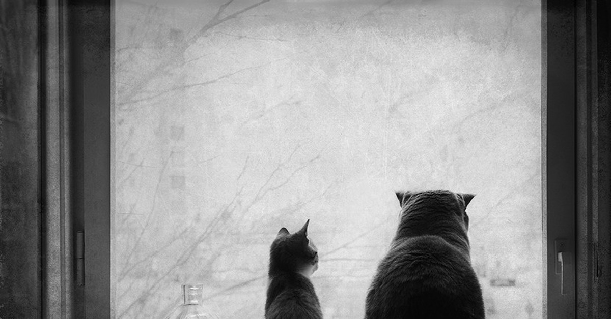 Два грустных кота. Сидит кот у окна и грустит. Одинокий кот. Окна дрожат. Кошка грустная песня