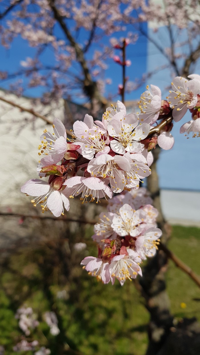 Spring is in your feed. - My, Spring, Heat, Macro photography, Longpost